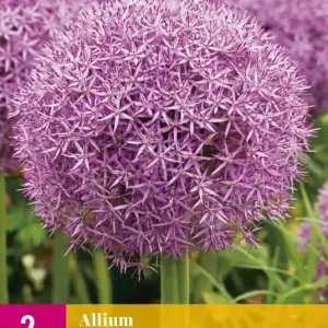 Allium Pinball Wizzard