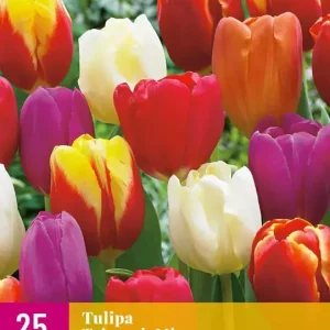Tulipa Triumph Mix