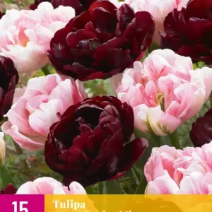Tulipa Sweet Desire Mix
