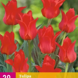 Tulipa greigii Rood
