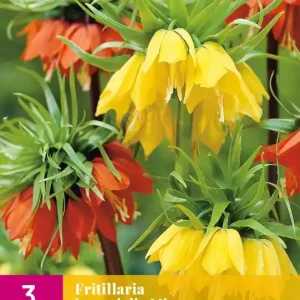 Fritillaria imperialis Mix