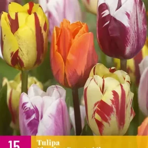 Tulipa Flaming Beauty Mix