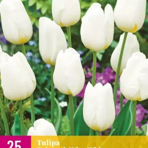 Tulipa Triumph Wit