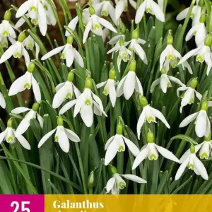 Galanthus elwesii
