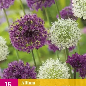 Allium Paars-Wit Mix