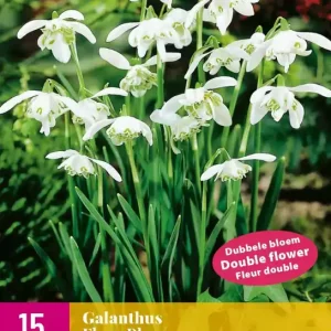 Galanthus Flore Pleno