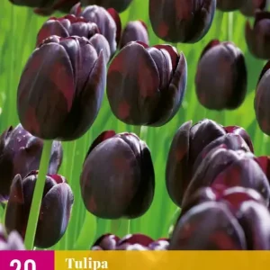 Tulipa Queen of Night