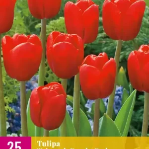 Tulipa Triumph Rood