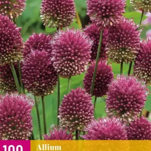 Allium sphaerocephalon
