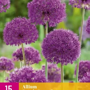 Allium Purple Sensation