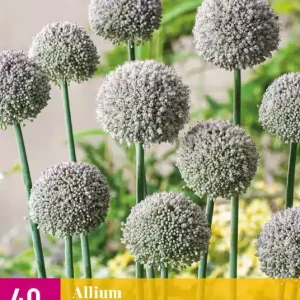 Allium Ping Pong