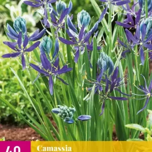 Camassia quamash
