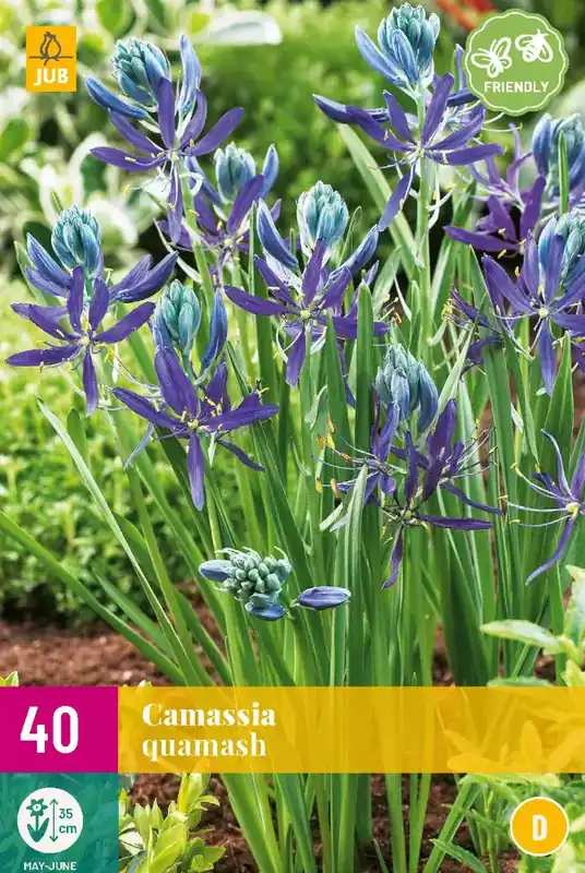 Camassia quamash