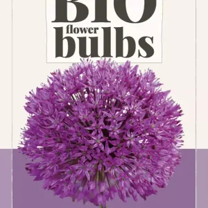 Allium Purple Sensation - bio
