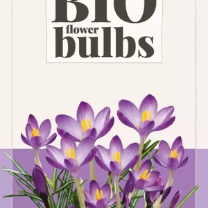 Crocus (tommasinianus) Ruby Giant - bio