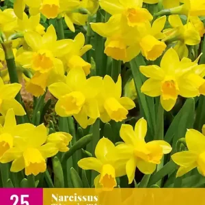 Narcissus T??te-??-T??te