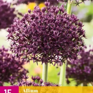 Allium Miami