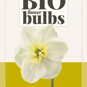Narcissus Papillon Blanc - bio