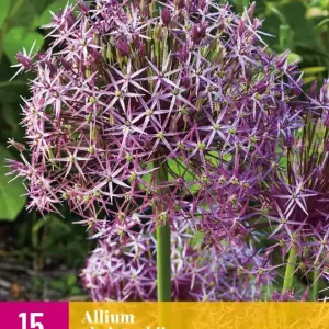Allium christophii