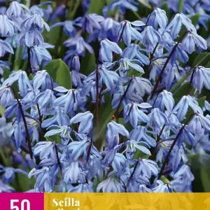 Scilla siberica