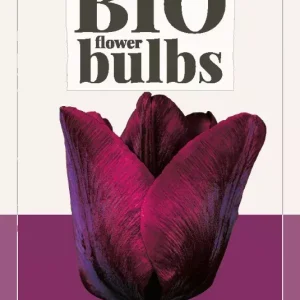 Tulipa Ronaldo - bio