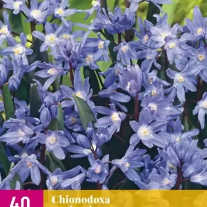 Chionodoxa sardensis