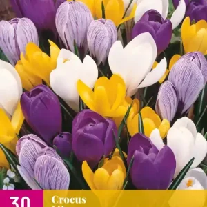 Crocus Grootbloemig Mix