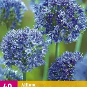 Allium caeruleum