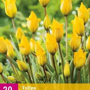 Tulipa sylvestris