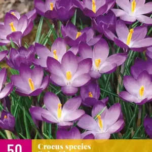 Crocus species Ruby Giant