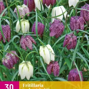 Fritillaria meleagris Mix