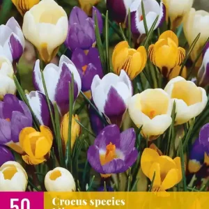 Crocus species Mix