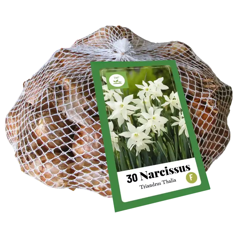 Narcissus triandrus Thalia