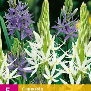 Camassia leichtlinii Mix