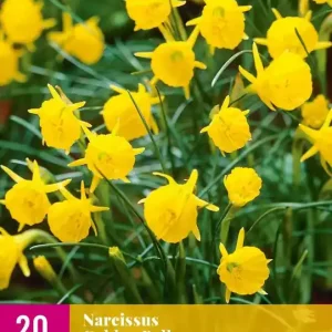 Narcissus Golden Bells
