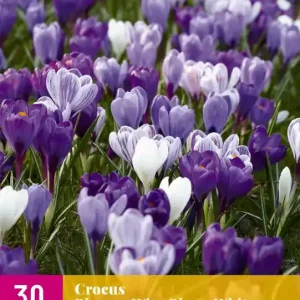 Crocus Blauw-Wit