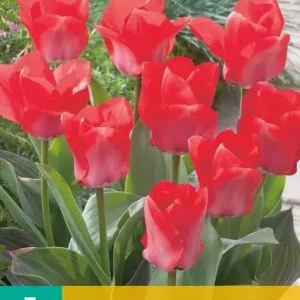 Tulipa Trauttmansdorff