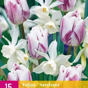 Tulipa / Narcissus Folk Story