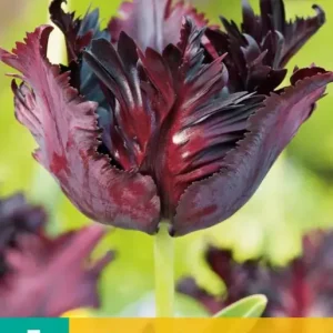 Tulipa Black Parrot