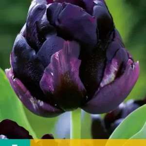Tulipa Black Hero