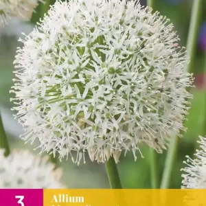 Allium Mount Everest