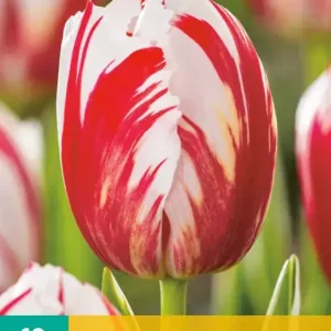 Tulipa Carnaval de Rio
