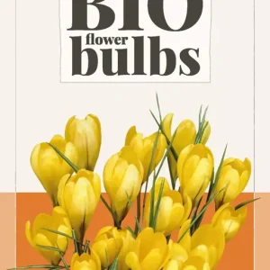 Crocus Golden Yellow - bio