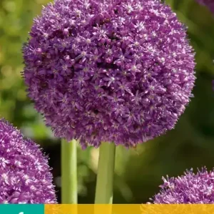 Allium Ambassador