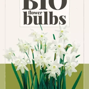 Narcissus triandrus Thalia - bio