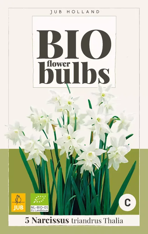 Narcissus triandrus Thalia - bio