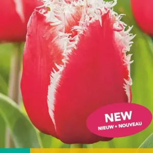 Tulipa New Santa