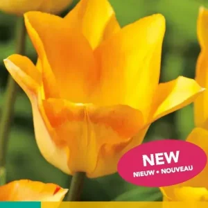 Tulipa Moonblush