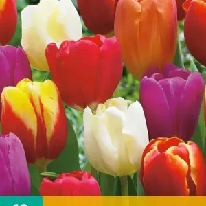 Tulipa Triumph Mix