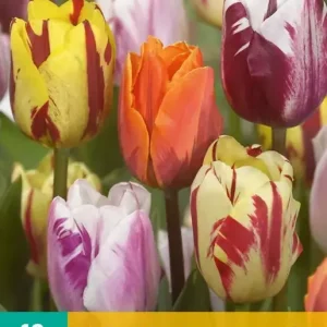 Tulipa Flaming Beauty Mix